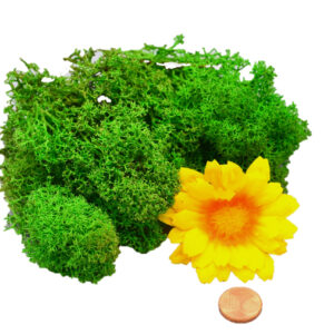 Muwse Islandmoos Grasgrün 10 g Basteln Wandbilder Dekoration Gestalten