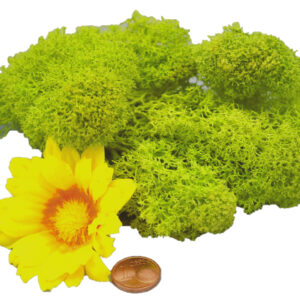 Muwse Islandmoos Frühlingsgrün 10 g Basteln Wandbilder Dekoration Gestalten