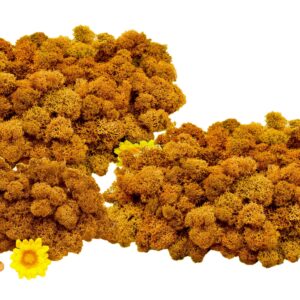 Muwse Islandmoos Melonengelb 250 g Basteln Wandbilder Dekoration Gestalten