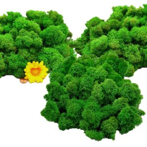 Muwse Islandmoos Grasgrün 250 g Basteln Wandbilder Dekoration Gestalten