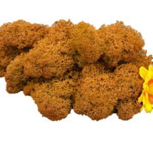 Muwse Islandmoos Melonengelb 25 g Basteln Wandbilder Dekoration Gestalten