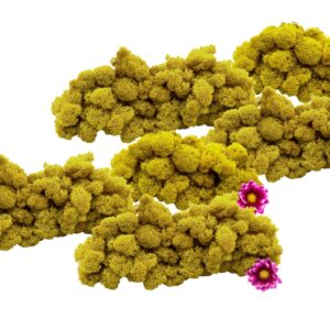 Muwse Islandmoos Ananasgelb 500 g Basteln Wandbilder Dekoration Gestalten