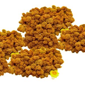 Muwse Islandmoos Melonengelb 500 g Basteln Wandbilder Dekoration Gestalten