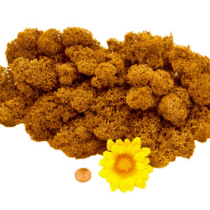 Muwse Islandmoos Melonengelb 50 g Basteln Wandbilder Dekoration Gestalten