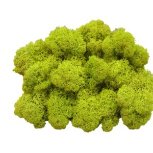 Muwse Islandmoos Frühlingsgrün 50 g Basteln Wandbilder Dekoration Gestalten