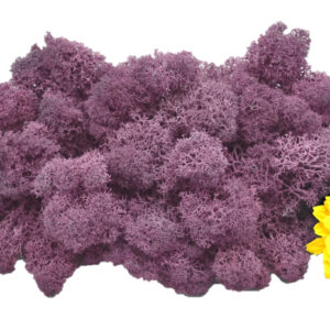 Muwse Islandmoos Flieder 50 g Basteln Wandbilder Dekoration Gestalten