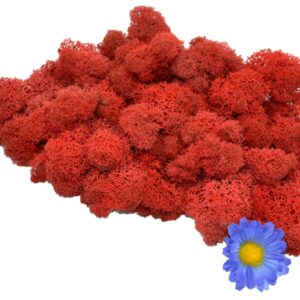 Muwse Islandmoos Mohnrot 50 g Basteln Wandbilder Dekoration Gestalten