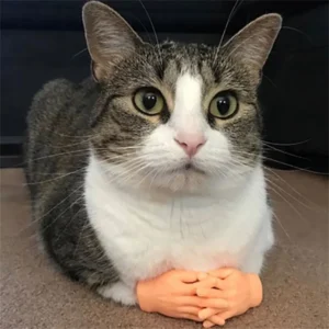 Mini Hände Modell Tiny Hände Katze Massage Werkzeug Lustige Silikon Handschuhe Finger Handschuhe Kleine Finger Katze Spielzeug Interaktive Katze Spielzeug