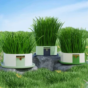 Cat Snack Grass Box Cat Catnip Grass Grow Station Soilless Planting Cat Grass Pot For Kitten Snack Pet Eating
